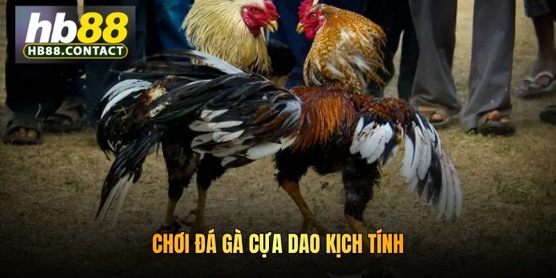 Chơi đá gà cựa dao kịch tính